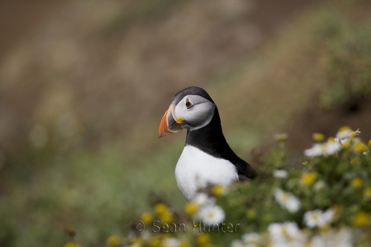 Atlantic puffin