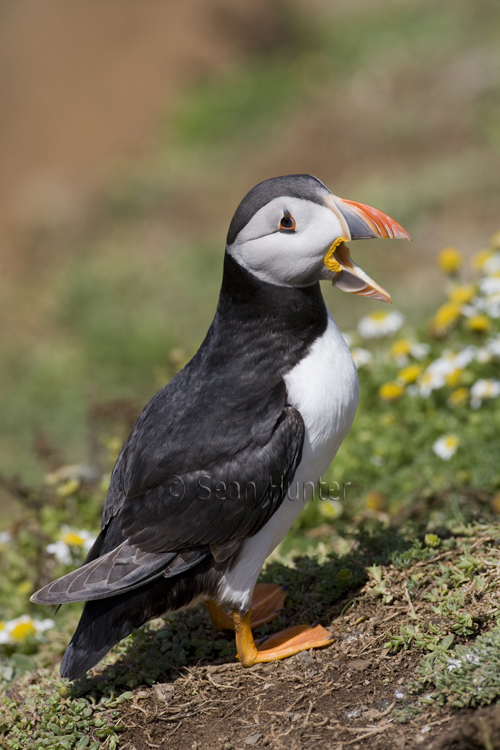 Atlantic puffin