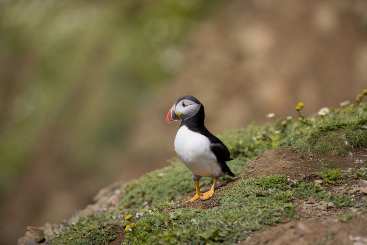 Atlantic puffin