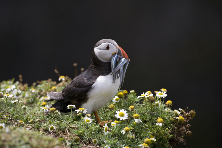 Atlantic puffin with sand eels
