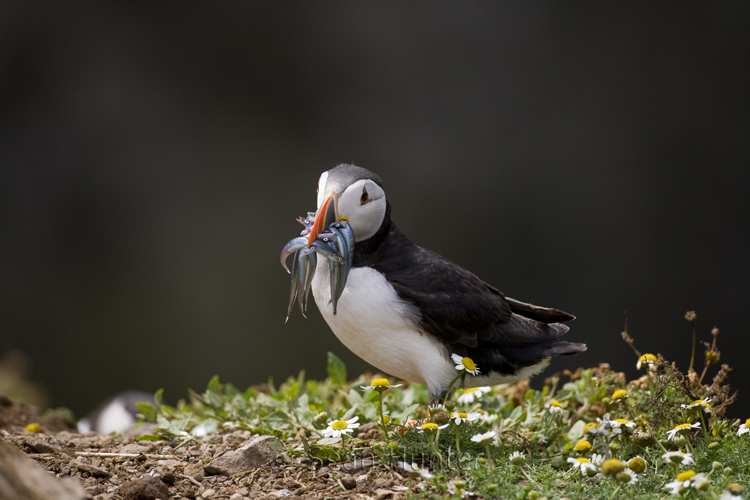 Atlantic puffin with sand eels
