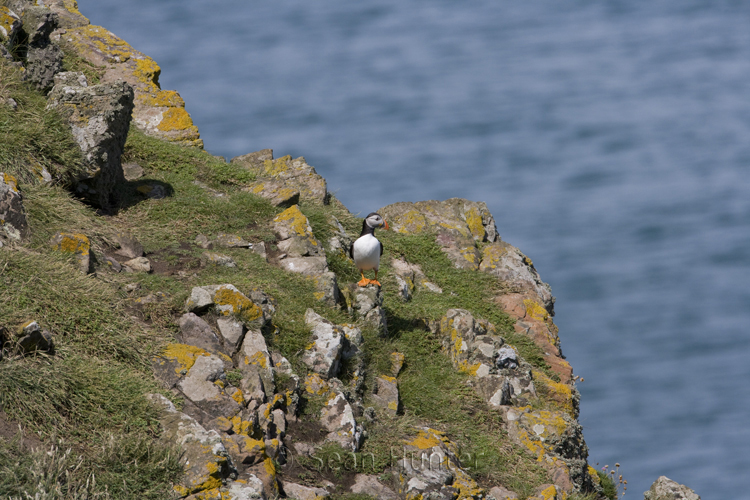 Atlantic puffin on rocky coastline