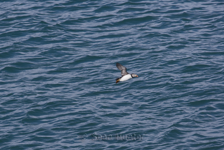 Atlantic puffin in flight