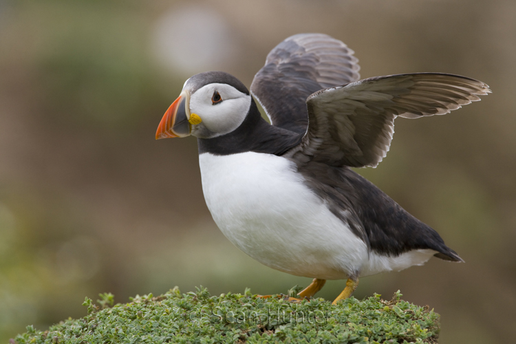 Atlantic puffin stretching wings