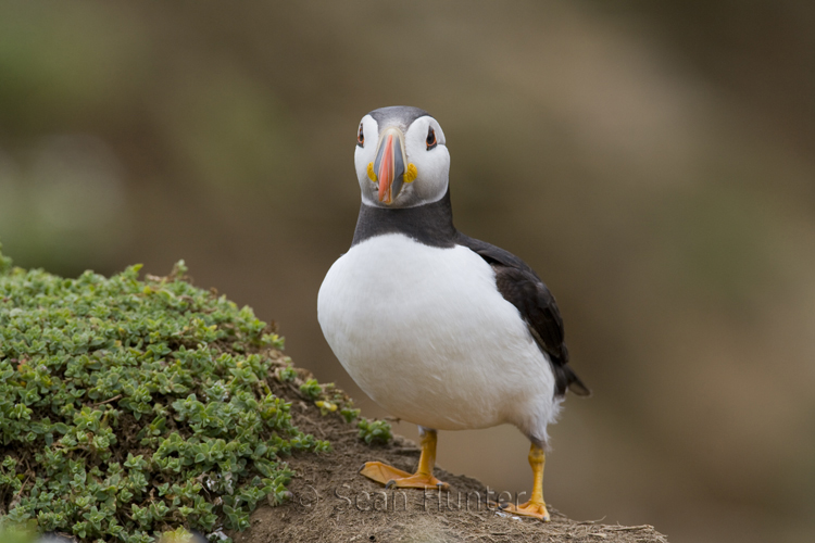 Atlantic puffin