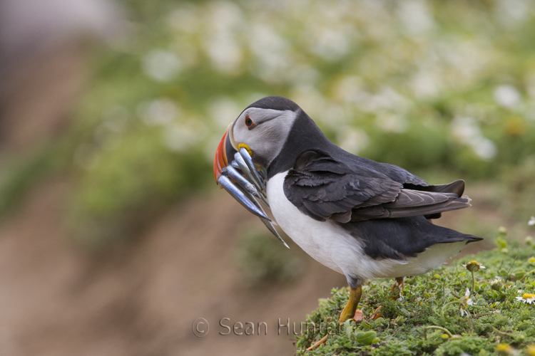 Atlantic puffin with sand eels