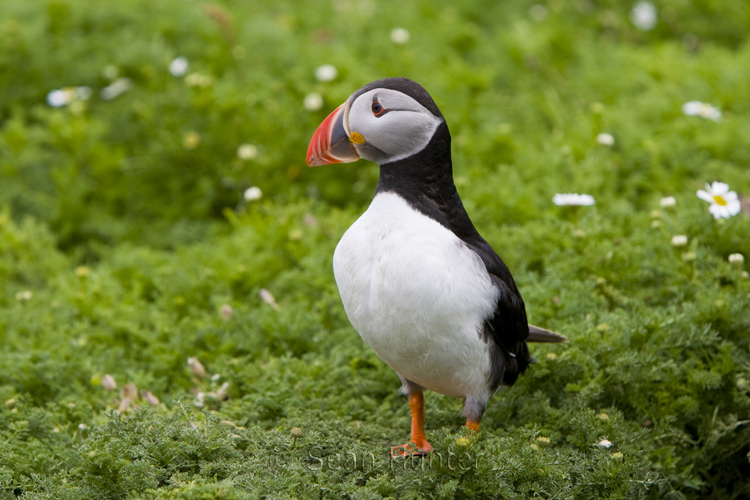 Atlantic puffin