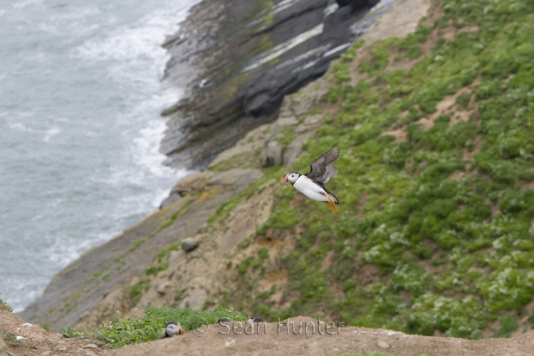 Atlantic puffin in flight