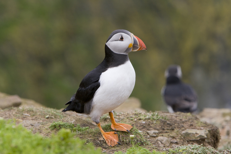 Atlantic puffin