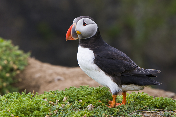 Atlantic puffin