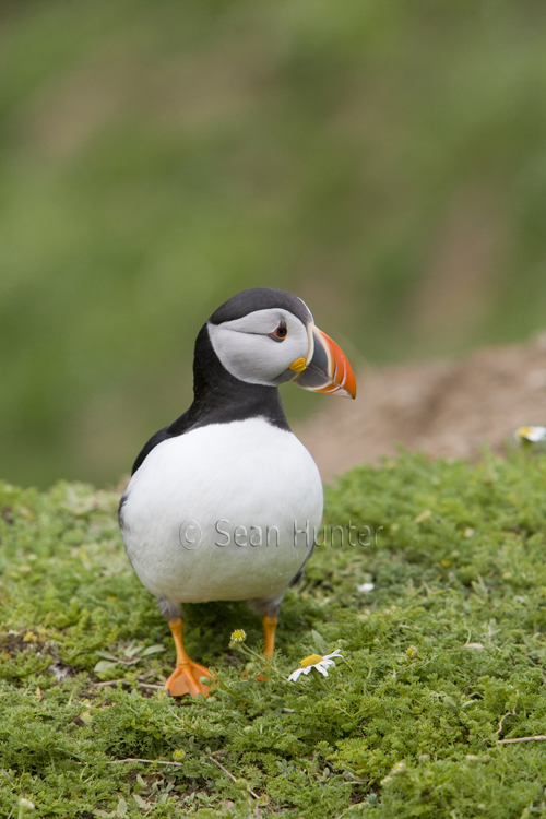 Atlantic puffin