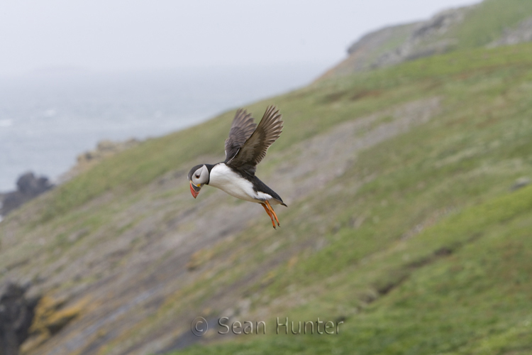 Atlantic puffin in flight