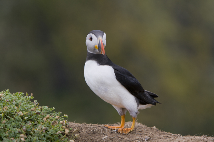 Atlantic puffin