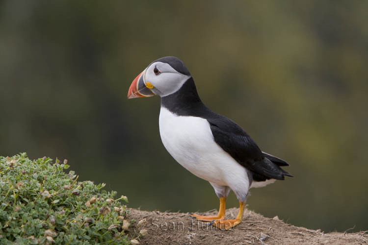 Atlantic puffin