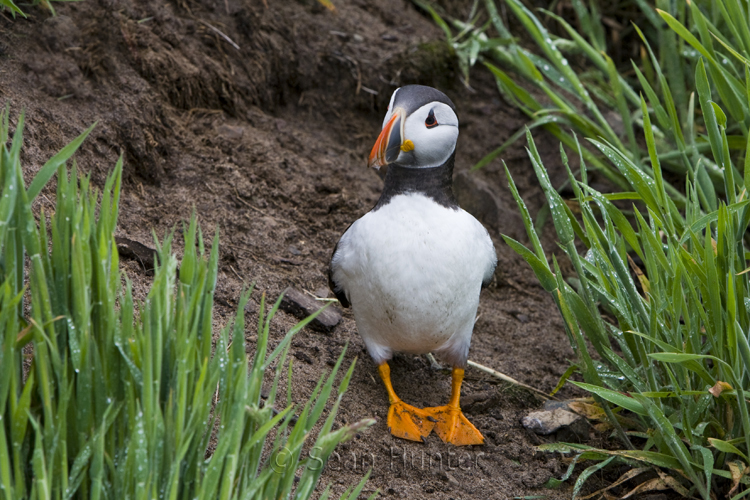 Atlantic puffin near burrow