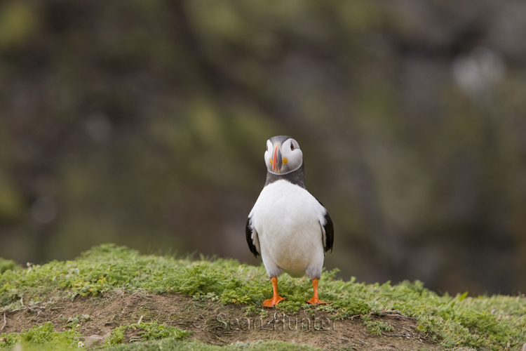 Atlantic puffin