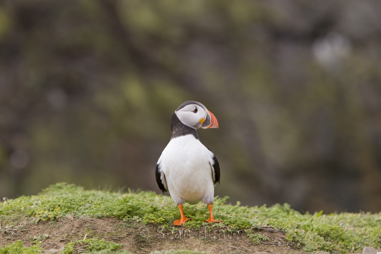 Atlantic puffin