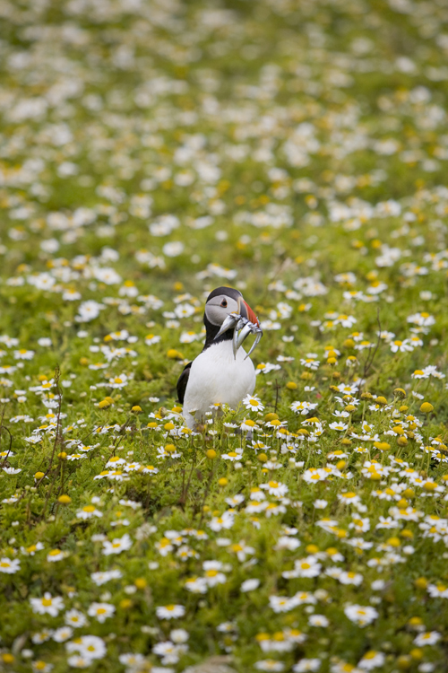 Atlantic puffin with sand eels