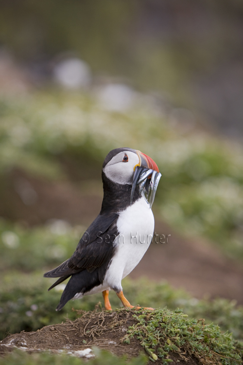 Atlantic puffin with sand eels