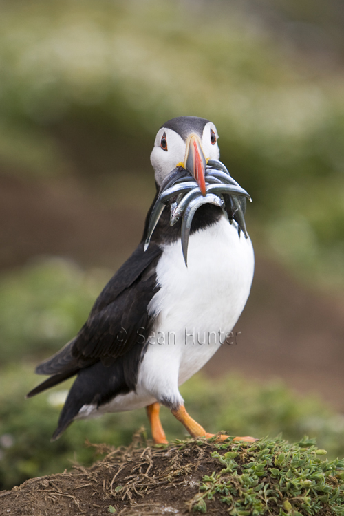 Atlantic puffin with sand eels