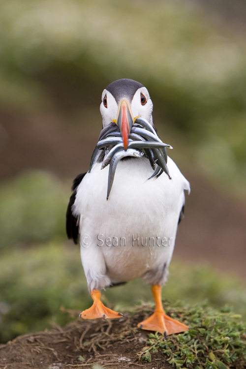 Atlantic puffin with sand eels