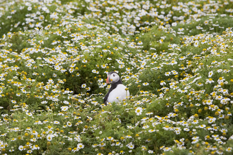 Atlantic puffin