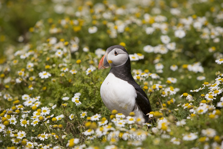 Atlantic puffin