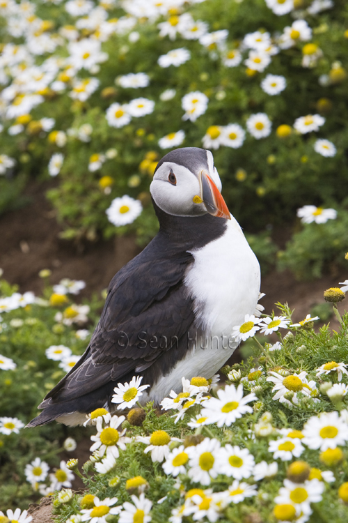 Atlantic puffin