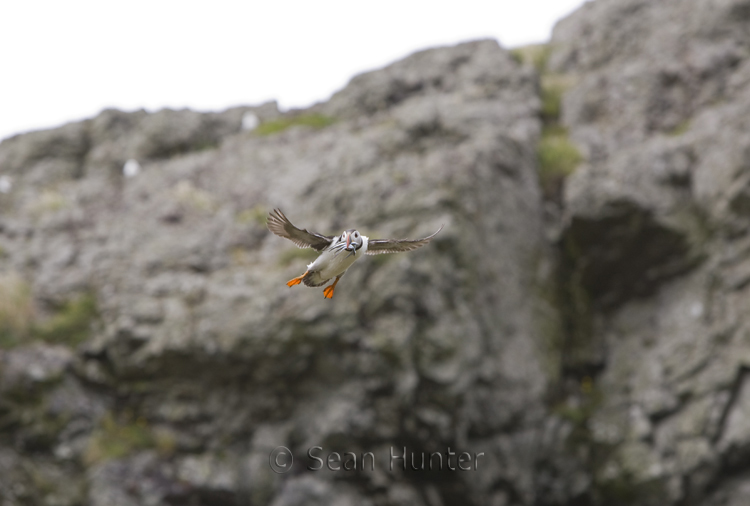 Atlantic puffin in flight
