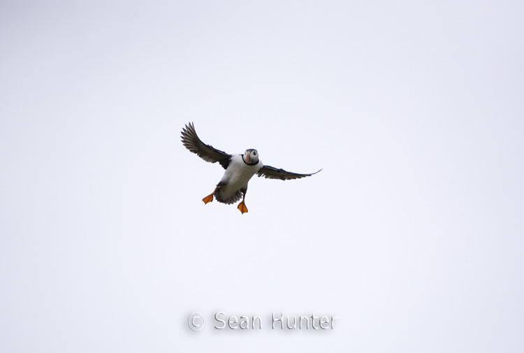 Atlantic puffin in flight