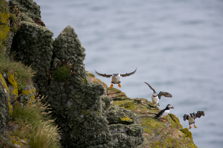 Atlantic puffins landing on rocky coastline