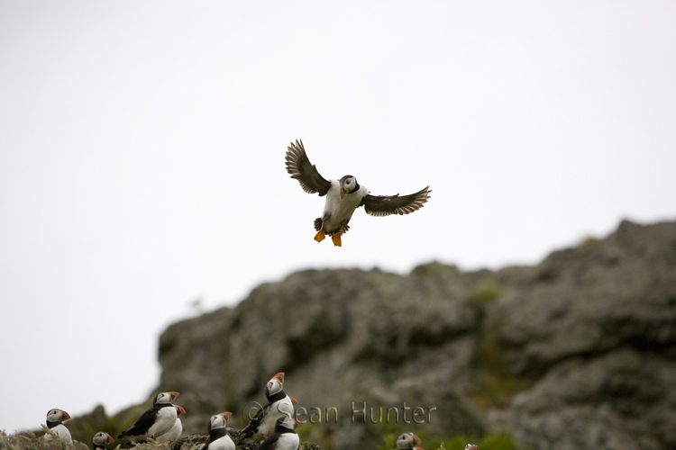 Atlantic puffin in flight