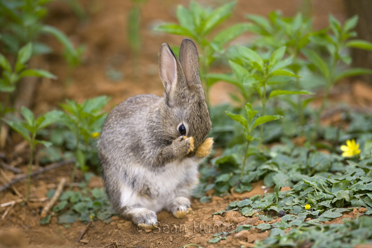 Rabbit near warren