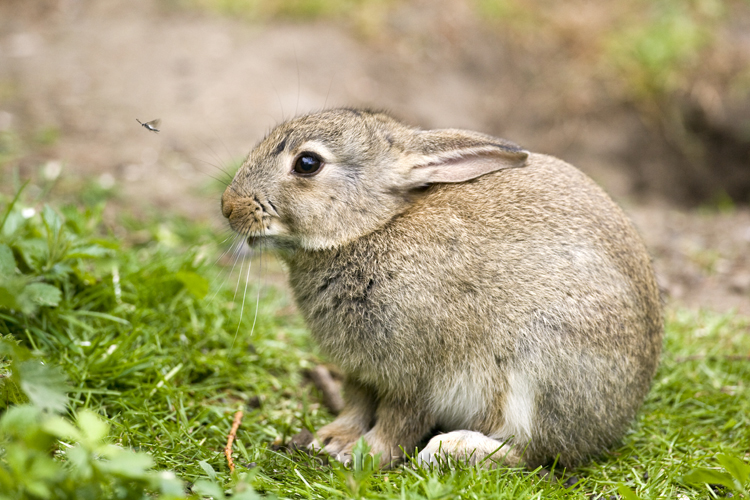 Young rabbit watching fly near warren