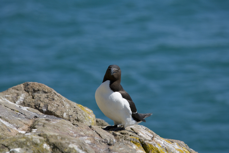 Razorbill on Skomer Island