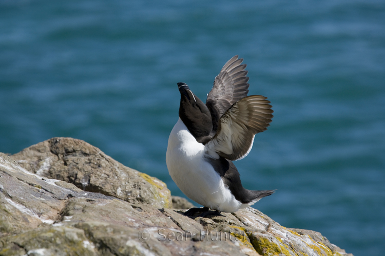 Razorbill stretching wings on Skomer Island