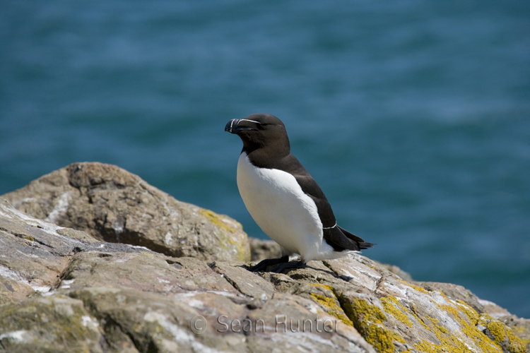 Razorbill on Skomer Island