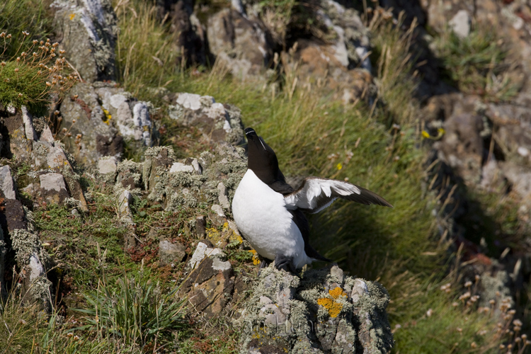 Razorbill stretching wings on Skomer Island