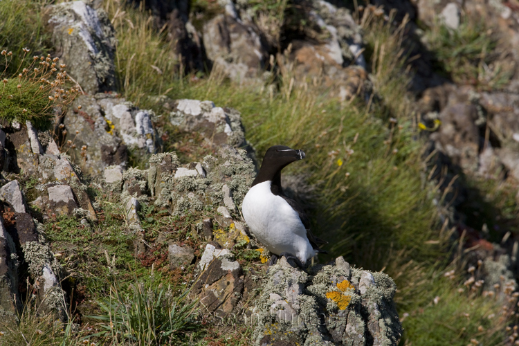 Razorbill on Skomer Island