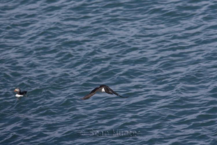 Razorbill in flight near Skomer Island