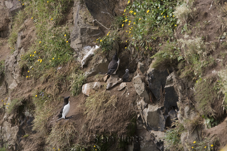 Razorbills at nest with chick on Skomer Island