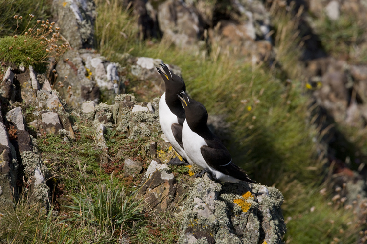 Razorbills on Skomer Island