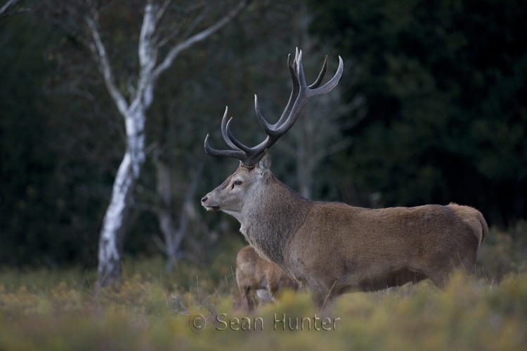 Red deer stag during the rut