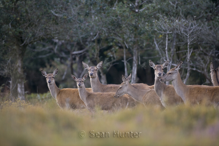 Red deer hinds and young during the rut