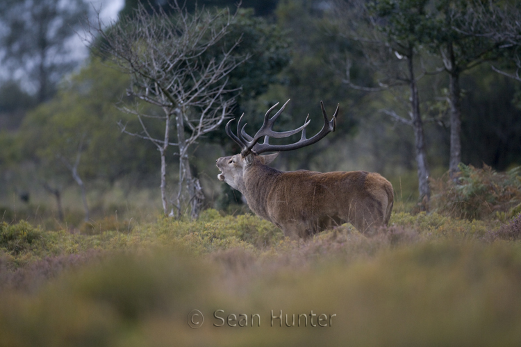 Red deer stag roars during the rut