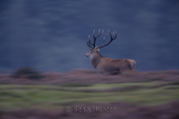Red deer stag running during the rut