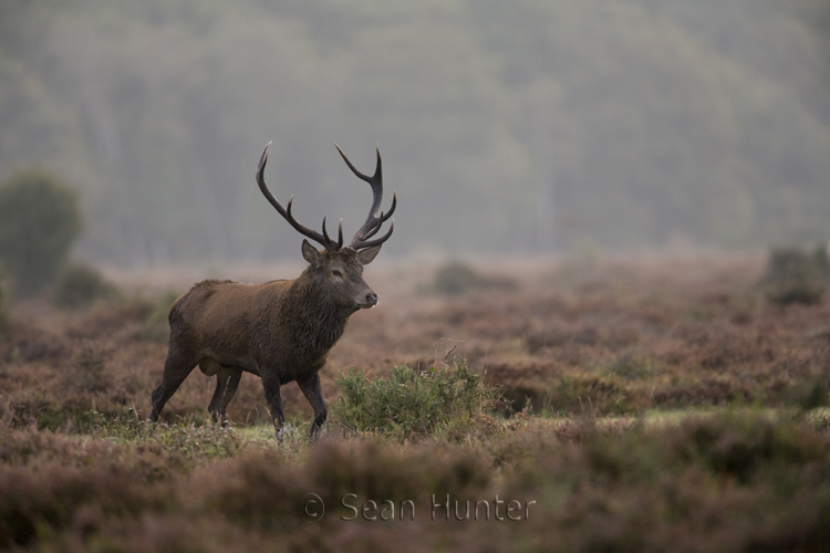 Red deer stag during the rut