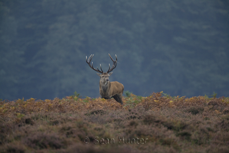 Red deer stag during the rut