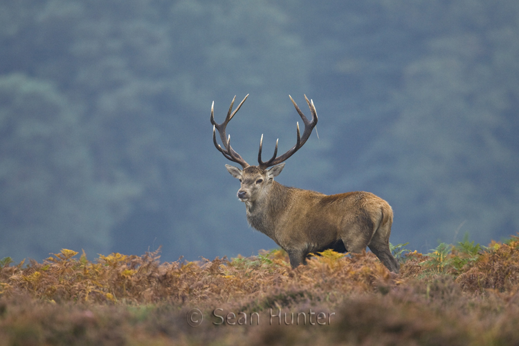 Red deer stag during the rut