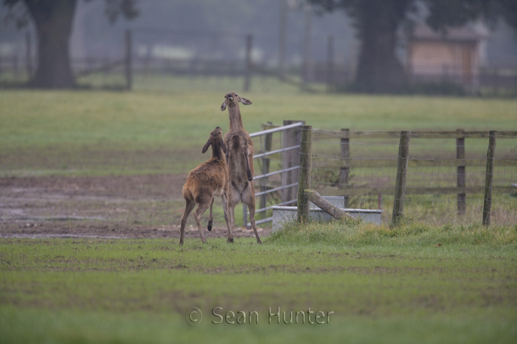 Red deer young playing